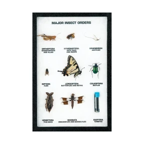 Major Insect Order Display