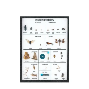 Insect Diversity Display