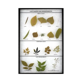 Leaf Shapes and Arrangements Display
