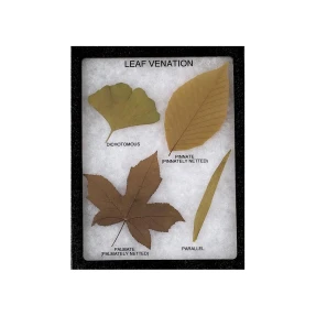 Leaf Venation Display