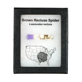 Brown Recluse Display