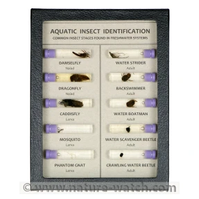 Aquatic Insects Display