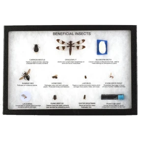 Beneficial Insects Display