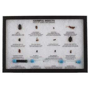 Harmful Insects Display