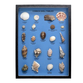 Common Shell Families Display