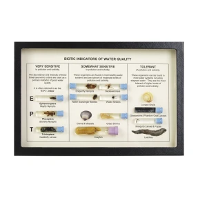 Biotic Indicators of Water Quality Display