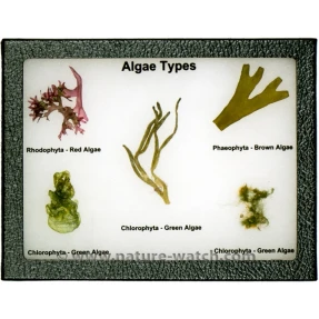 Algae Types Display