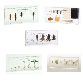 Life Cycle Acrylic Block Set of 5