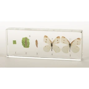 Cabbage Butterfly Life Cycle Acrylic Block
