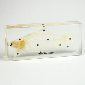 Fish Skeleton Acrylic Block