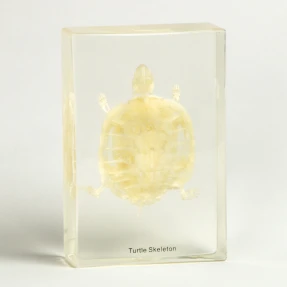 Turtle Skeleton Acrylic Block