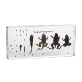 Frog Life Cycle Acrylic Block