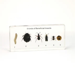 Beneficial Insects Acrylic Block