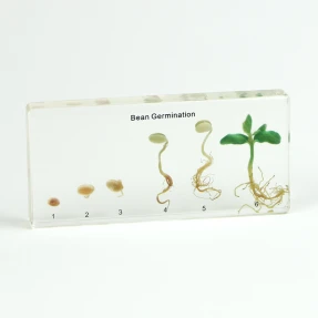Bean Germination Acrylic Block