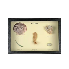 Mollusks Display