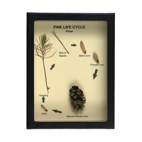 Pine Life Cycle Display