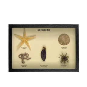 Echinoderms Display