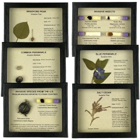 Invasive Species Set of 12 Displays