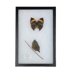 Dead Leaf Butterfly Display