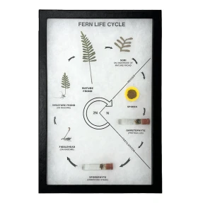 Fern Life Cycle Display
