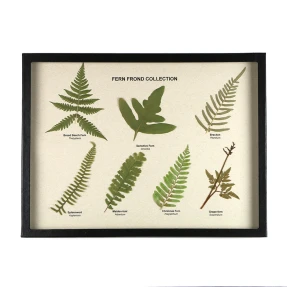 Fern Frond Collection Display