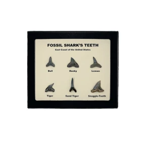 Fossil Shark Tooth Display