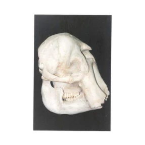 African Elephant Skull Replica