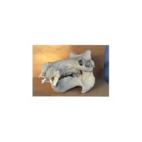 Hippopotamus Skull Replica