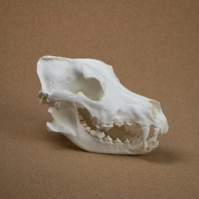 German Shepherd Dog Skull Replica