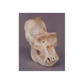 Gorilla (Adult Male) Skull Replica