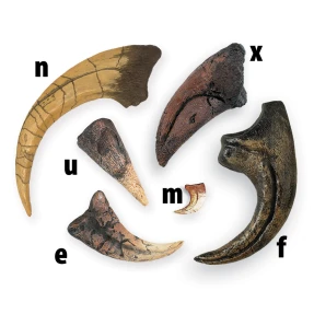 Dinosaur Claw Replica Set (6 Claws)