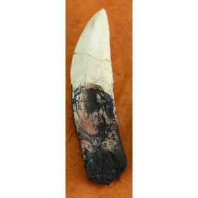 Giganotosaur Tooth Replica