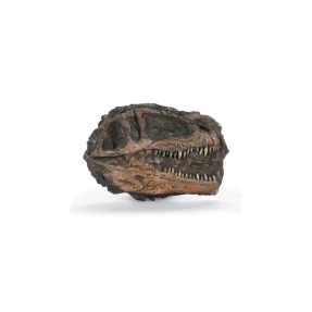 Giganotosaurus Skull Plaque