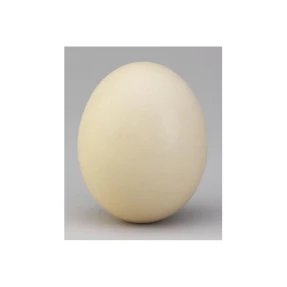 Ostrich Egg Shell