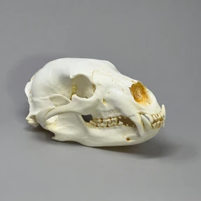 Black Bear Skull Replica
