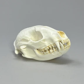 Raccoon Skull Replica