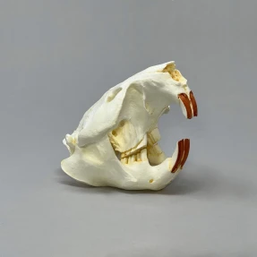 Beaver Skull Replica