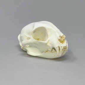 Bobcat Skull Replica