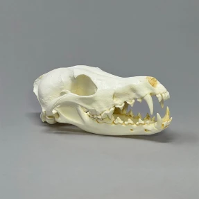 Coyote Skull Replica