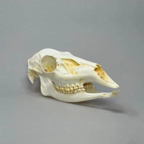 Deer Skull Replica