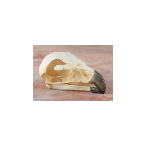 Golden Eagle Skull Replica