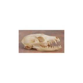 Fox (Gray) Skull Replica