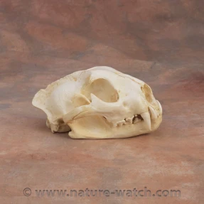 Mountain Lion Skull Replica