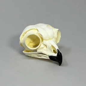 Great Horned Owl Skull Replica