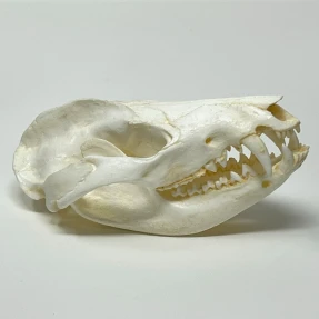 Opossum Skull Replica
