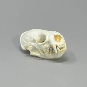 River Otter Skull Replica