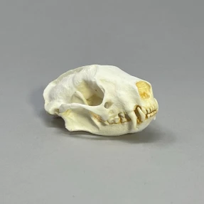 Skunk Skull Replica
