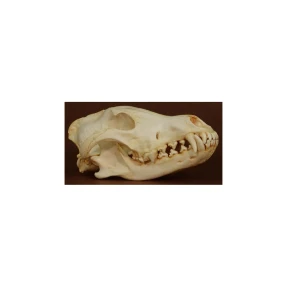 Wolf (Gray) Skull Replica