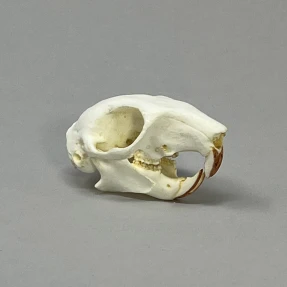 Squirrel Skull Replica