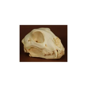 Cheetah Skull Replica